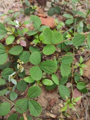 Cajanus scarabaeoides