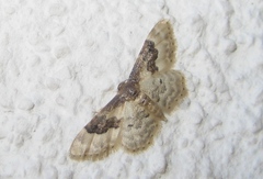 Idaea rusticata