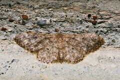 Idaea blaesii
