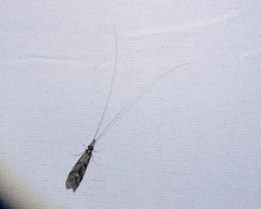 Triplectidinae