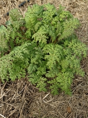 Phacelia tanacetifolia