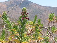 Lobelia polyphylla