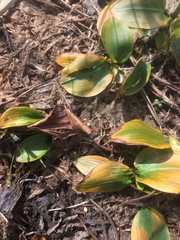 Potamogeton polygonifolius