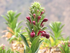 Lobelia polyphylla