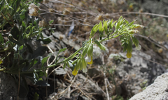 Onosma proballanthera
