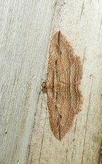 Austrocidaria gobiata