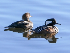 Lophodytes cucullatus