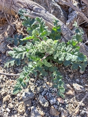 Phacelia crenulata
