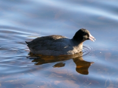Fulica americana