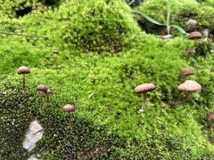 Deconica