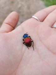 Brachygnathus festivus