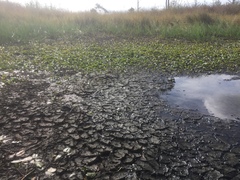 Potamogeton polygonifolius