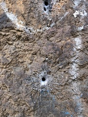 Filistata insidiatrix