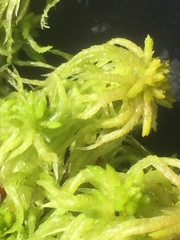 Sphagnum denticulatum