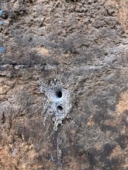 Filistata insidiatrix