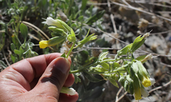 Onosma proballanthera