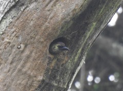 Stactolaema olivacea