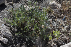 Onosma proballanthera