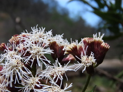 Aristeguietia salvia
