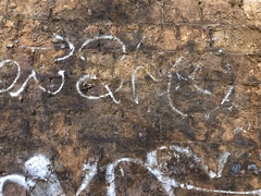 Filistata insidiatrix