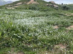 Plagiobothrys nothofulvus