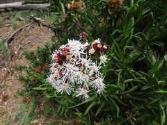 Aristeguietia salvia