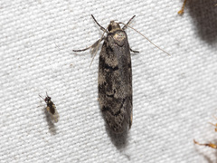 Oecophorinae