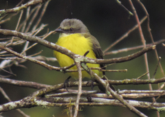 Myiozetetes granadensis