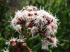 Aristeguietia salvia