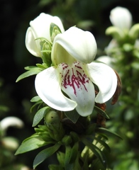 Justicia anagalloides