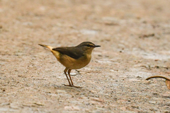 Myiothlypis fulvicauda
