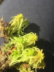 Sphagnum denticulatum