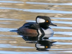 Lophodytes cucullatus