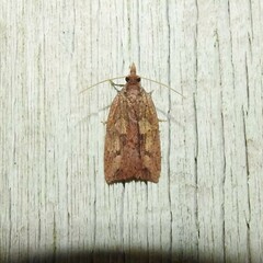 Planotortrix notophaea