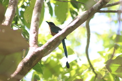 Momotus subrufescens