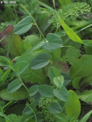 Aristolochia parvifolia