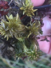 Sphagnum denticulatum