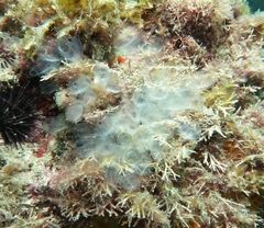 Clavelina oblonga