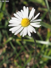 Bellis sylvestris
