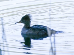 Lophodytes cucullatus