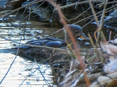 Lophodytes cucullatus