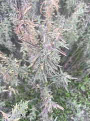 Ambrosia psilostachya