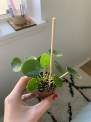 Pilea peperomioides