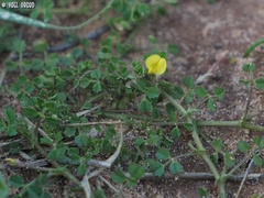 Medicago hypogaea