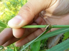 Araneae
