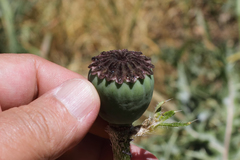 Papaver bracteatum
