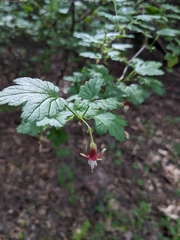 Ribes menziesii
