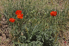 Papaver bracteatum