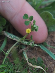 Medicago hypogaea