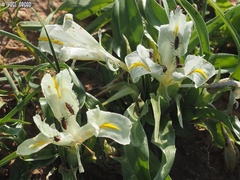 Dionconotus neglectus